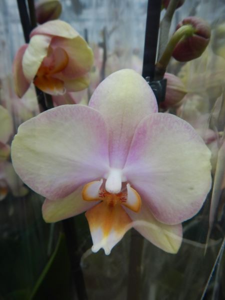 PHALAENOPSIS SPARKS