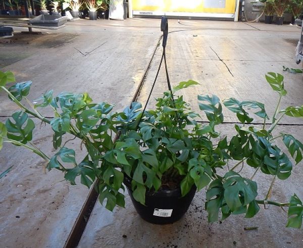 PHILODENDRON MINIMA