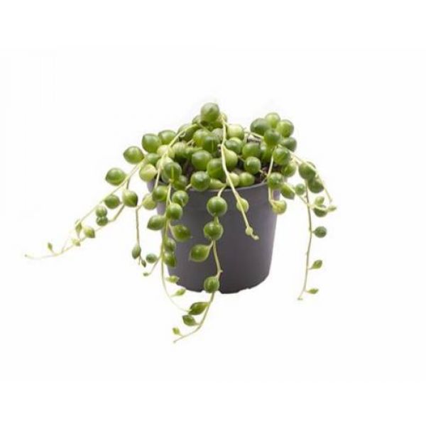 SENECIO HERREIANUS
