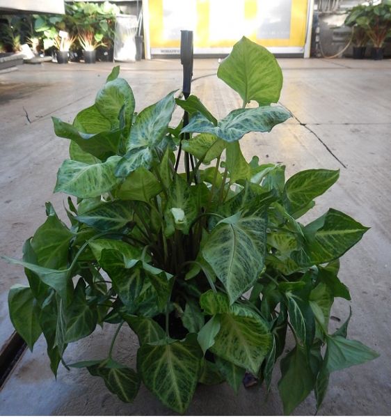 SYNGONIUM BUTTERFLY