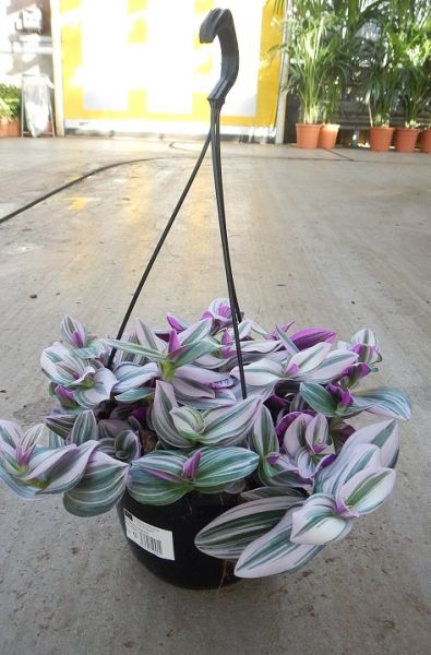 TRADESCANTIA NANOUK