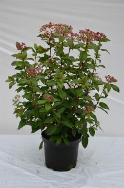 VIBURNUM TINUS