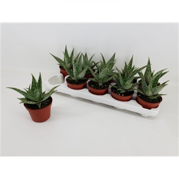 ALOE RED FLAME