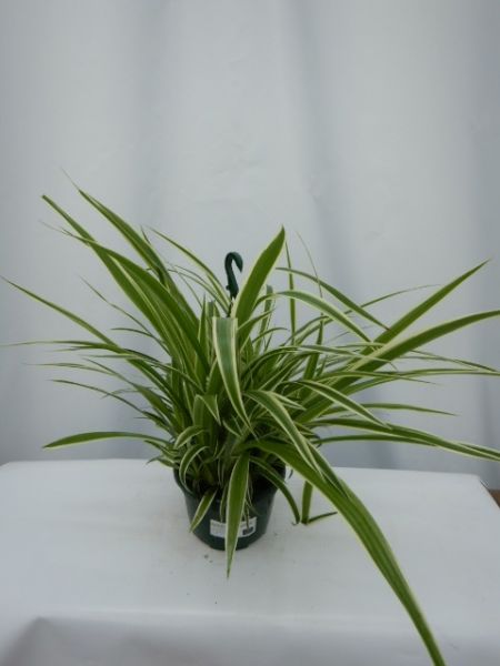 CHLOROPHYTUM COMOSUM