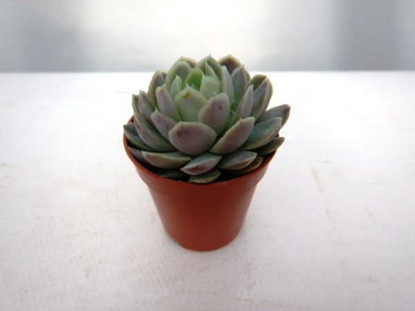 ECHEVERIA ELEGANS ROSE
