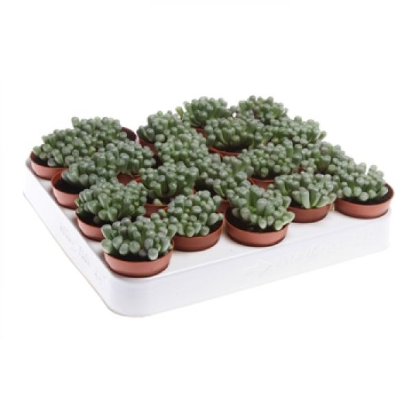 FENESTRARIA RHOPALOPHYLLA