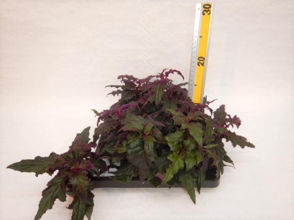 GYNURA AURANTIACA