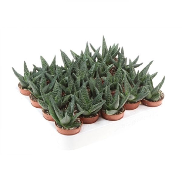 HAWORTHIA ROYAL HIGHNESS