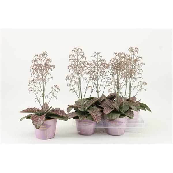 KALANCHOE HUMILIS DESERT