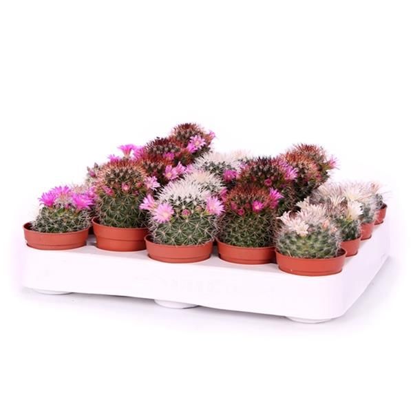 MAMMILLARIA MIX