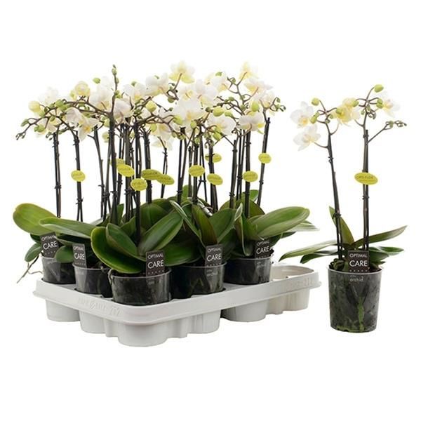 PHALAENOPSIS AMABILIS
