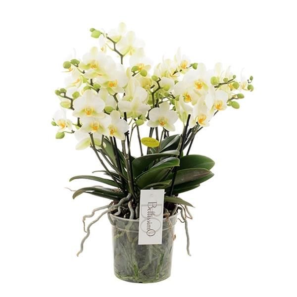 PHALAENOPSIS BELLISSIMO