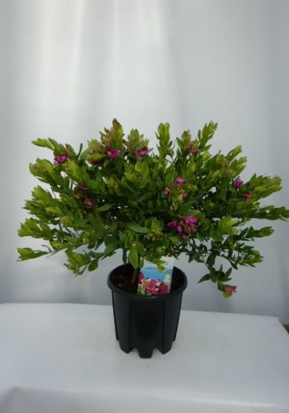POLYGALA MYRTIFOLIA TOUFFE