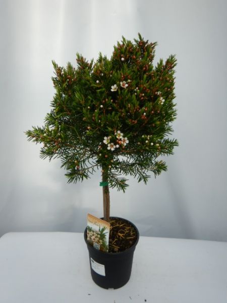 WAXFLOWER TIGE
