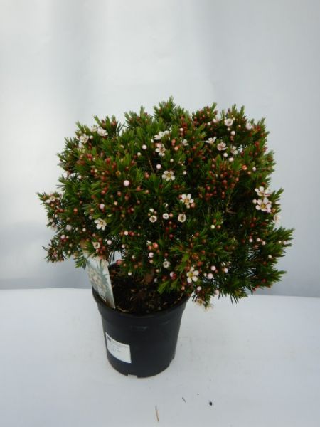 WAXFLOWER TOUFFE