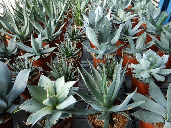 AGAVE AMERICANA