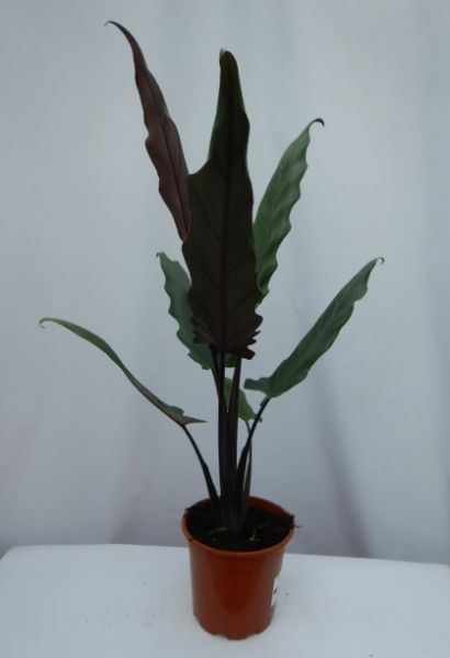 ALOCASIA LAUTERBACHIANA
