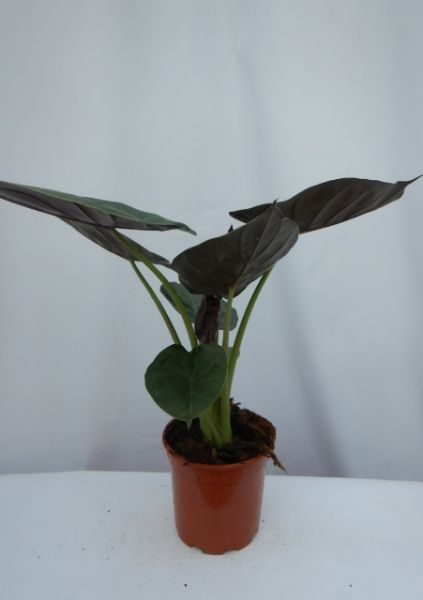 ALOCASIA WENTII