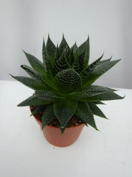 ALOE ARISTATA AMI