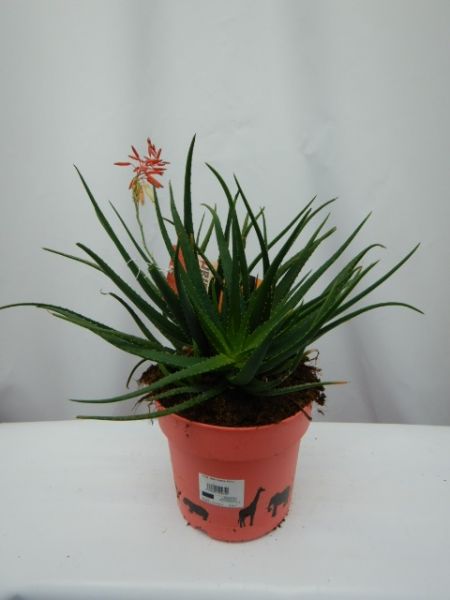 ALOE SAFARI