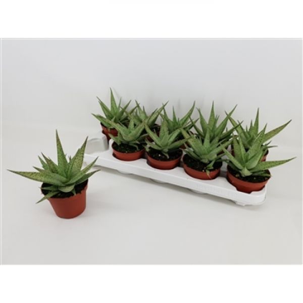 ALOE SNOW FLAKE