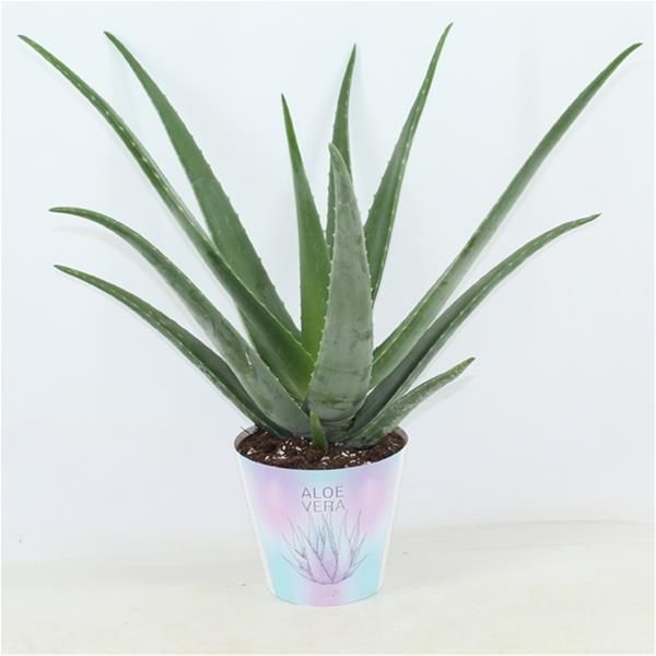 ALOE VERA