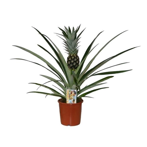 ANANAS COMOSUS