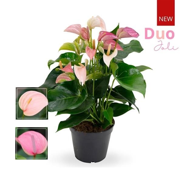 ANTHURIUM JOLI DUO