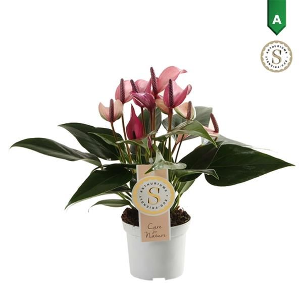 ANTHURIUM ZIZOU