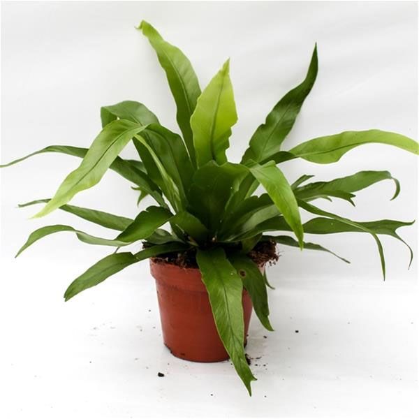 ASPLENIUM ANTIGUM