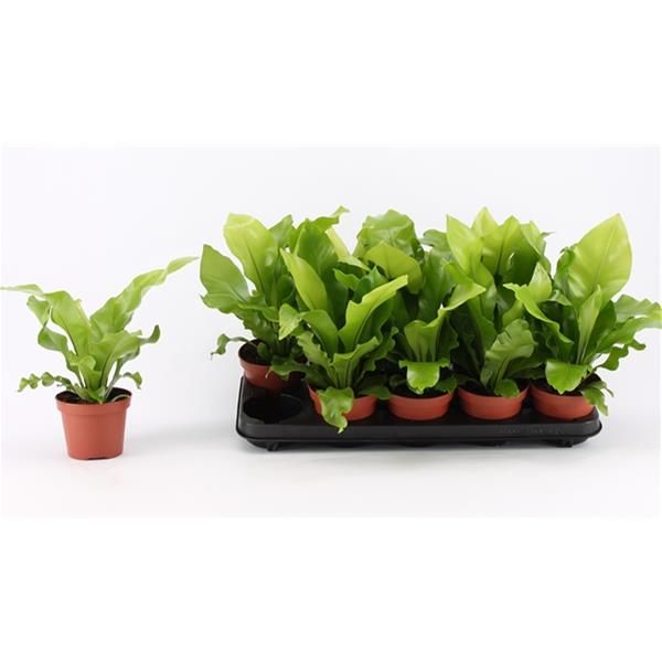 ASPLENIUM NIDUS