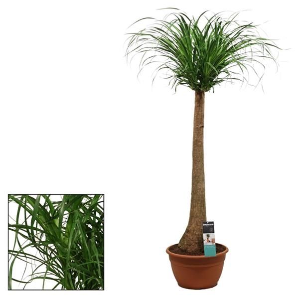 BEAUCARNEA NOLINA