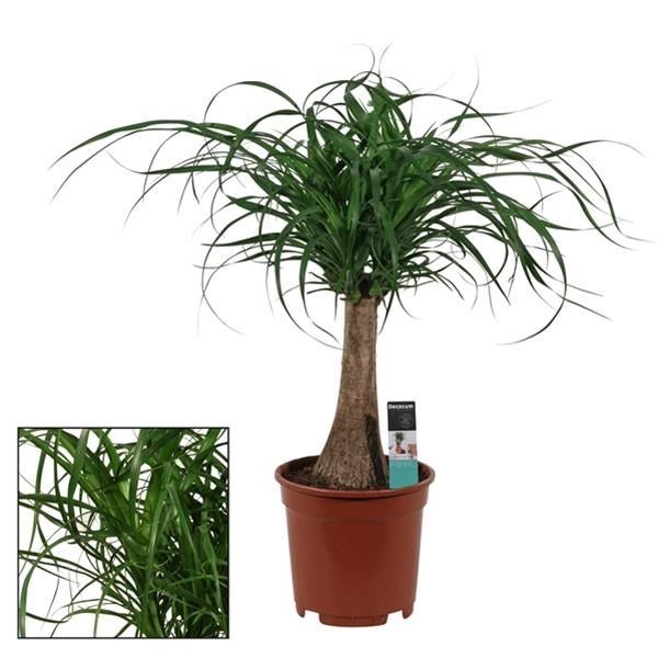BEAUCARNEA RECURVATA