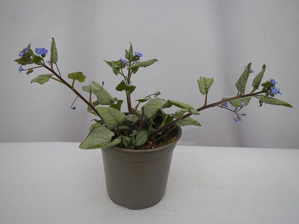 BRUNNERA SILVER