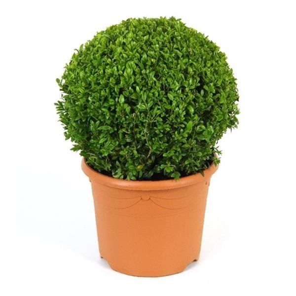 BUXUS SEMP. BOULE