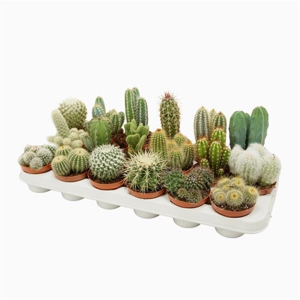 CACTUS MIX