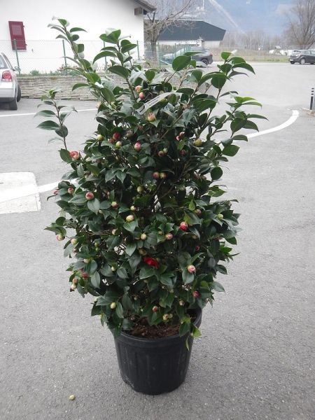 CAMELLIA JAPONICA