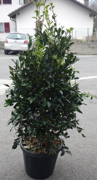 CAMELLIA SASANQUA