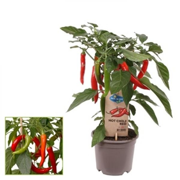 CAPSICUM PICK & JOY
