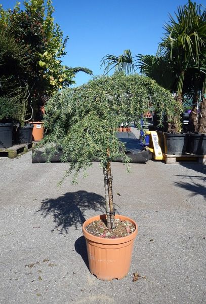 CEDRUS DEOD. FIRLING BLUE