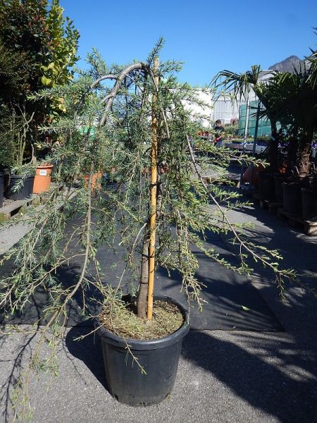 CEDRUS DEOD. INV. PENDULA