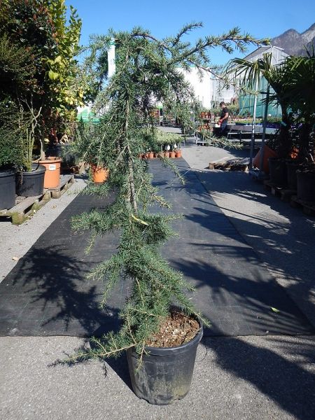CEDRUS DEOD. PENDULA PLEUREUR