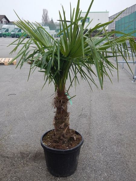 CHAMAEROPS EXCELSA