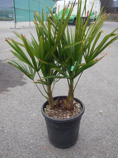 CHAMAEROPS EXCELSA