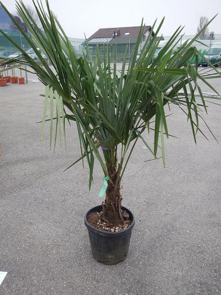 CHAMAEROPS EXCELSA