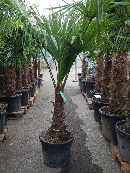 CHAMAEROPS EXCELSA
