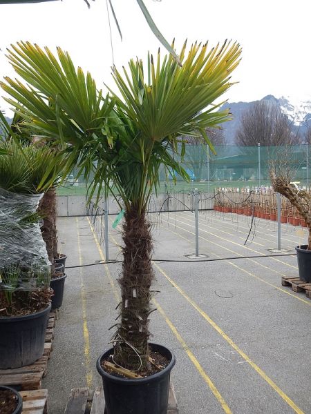 CHAMAEROPS EXCELSA