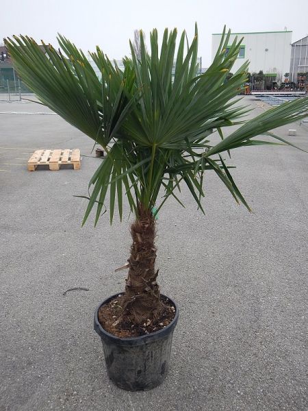 CHAMAEROPS EXCELSA