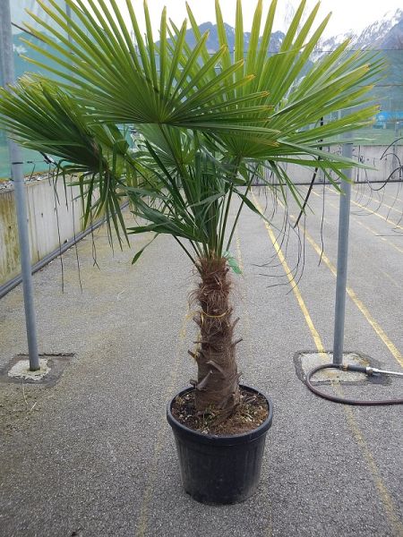 CHAMAEROPS EXCELSA