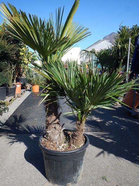 CHAMAEROPS EXCELSA